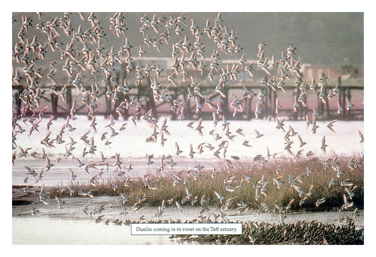 'Dunlin coming in to roost of the Taff estuary'