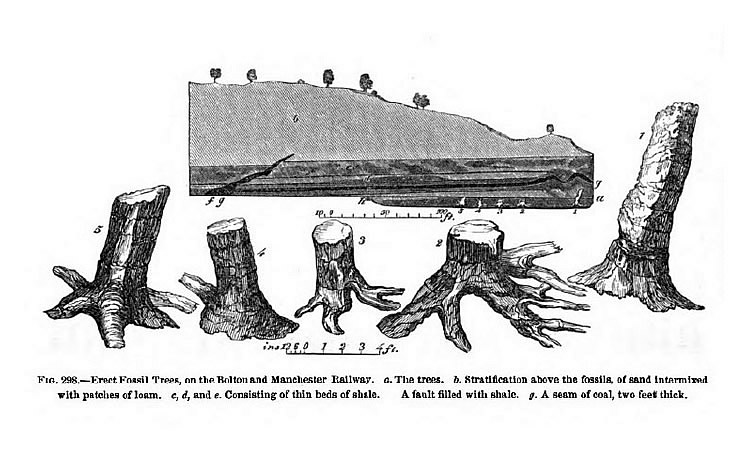 1838 - 1839 : Hawkshaw, John, Esq. : 'On Five Fossil Trees found in excavations at the Manchester and Bolton Railway