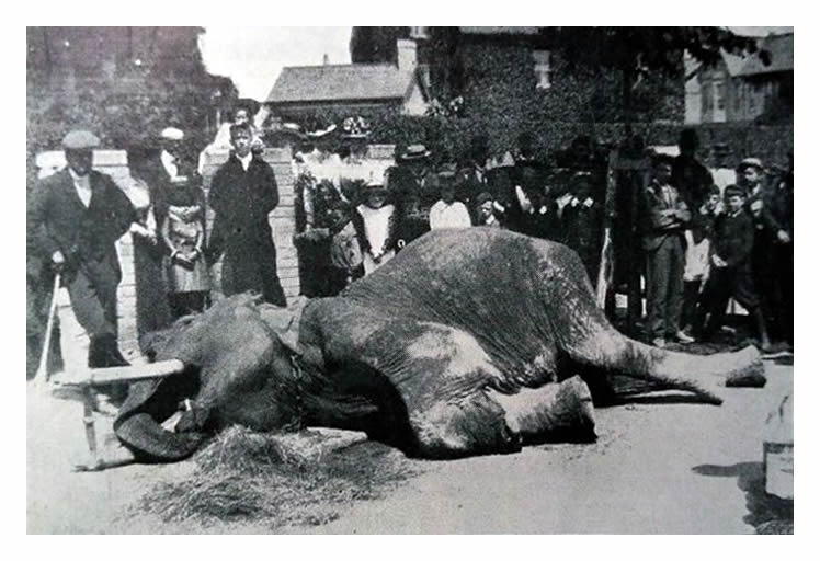 The sad demise of 90 year old 'Archie' in Stanwell Road, Penarth in June 1901. 