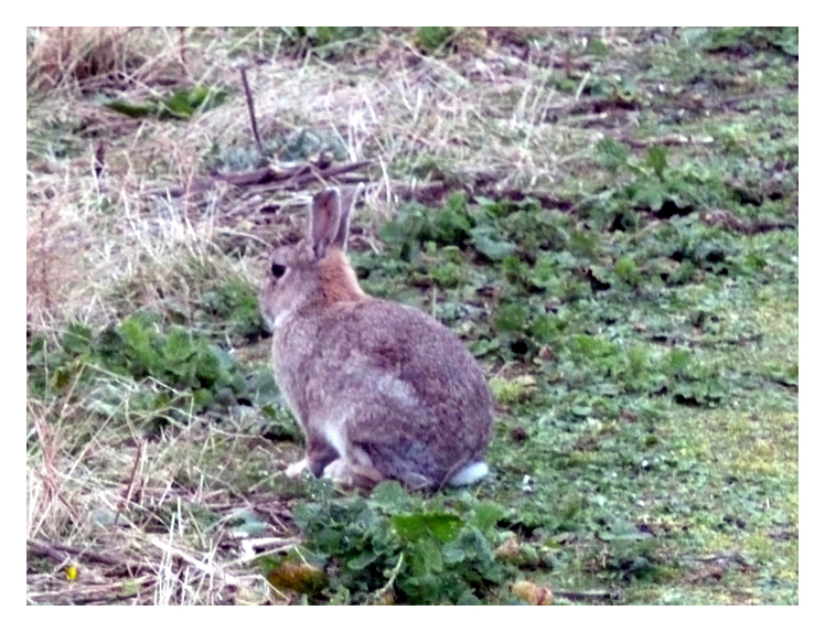 Some Friends - some of the inhabitants of Flat Holm I met along the way.