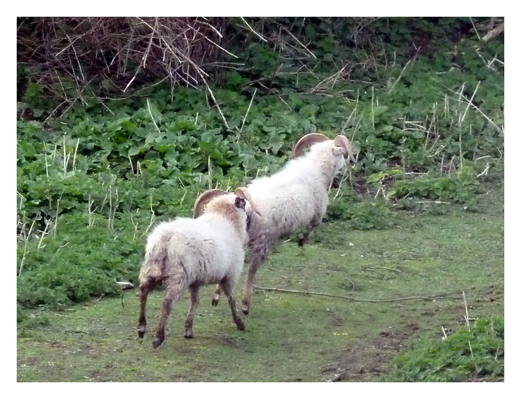 Some Friends - some of the inhabitants of Flat Holm I met along the way.